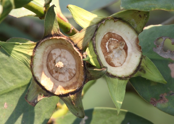 australian-mangroves-lythraceae